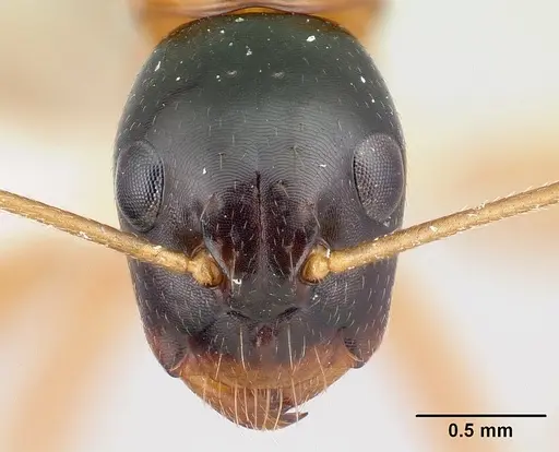 Camponotus lamosy specimen CASENT0408976 image casent0408976_2