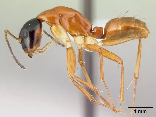 Camponotus lamosy specimen CASENT0408976 image casent0408976_3