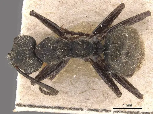 Camponotus lancifer specimen CASENT0905477 image casent0905477_1