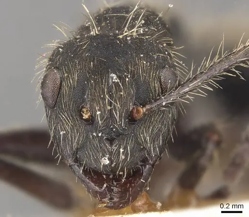 Camponotus lancifer specimen CASENT0905477 image casent0905477_2