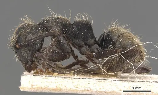 Camponotus lancifer specimen CASENT0905477 image casent0905477_3
