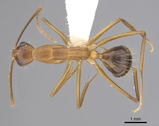 Camponotus landolti specimen CASENT0249342 image casent0249342_1