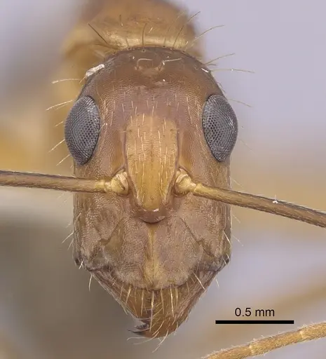 Camponotus landolti specimen CASENT0249342 image casent0249342_2