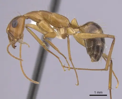 Camponotus landolti specimen CASENT0249342 image casent0249342_3