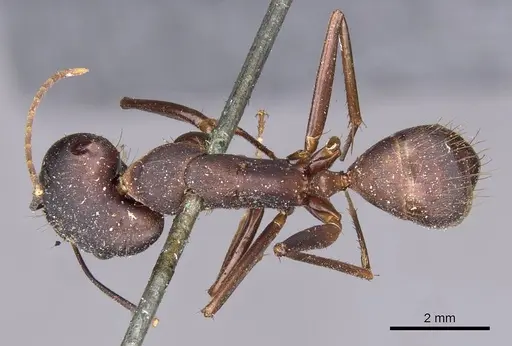 Camponotus landolti specimen CASENT0910030 image casent0910030_1