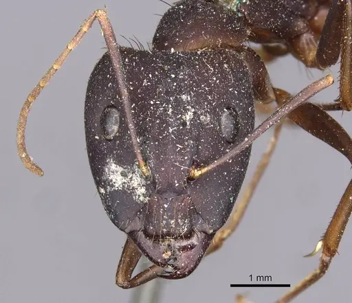 Camponotus landolti specimen CASENT0910030 image casent0910030_2