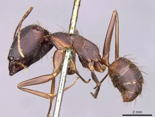 Camponotus landolti specimen CASENT0910030 image casent0910030_3