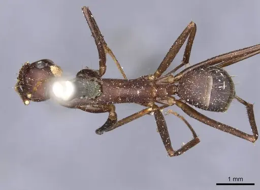 Camponotus landolti specimen CASENT0910031 image casent0910031_1
