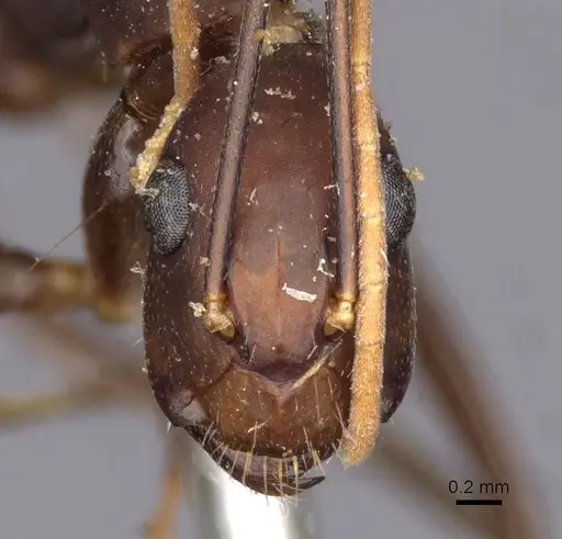 Camponotus landolti specimen CASENT0910031 image casent0910031_2