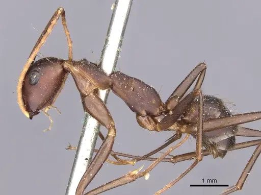 Camponotus landolti specimen CASENT0910031 image casent0910031_3