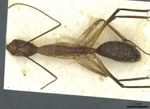 Camponotus langi specimen CASENT0911962 image casent0911962_1