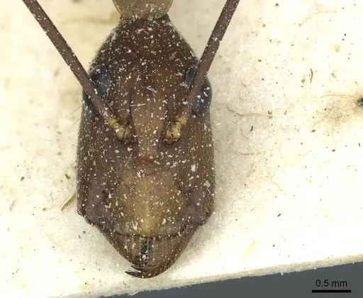 Camponotus langi specimen CASENT0911962 image casent0911962_2