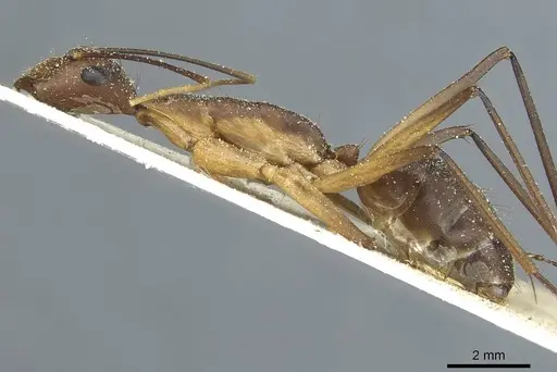 Camponotus langi specimen CASENT0911962 image casent0911962_3