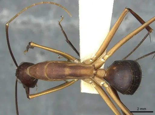 Camponotus langi specimen RMCAENT000017809 image rmcaent000017809_1