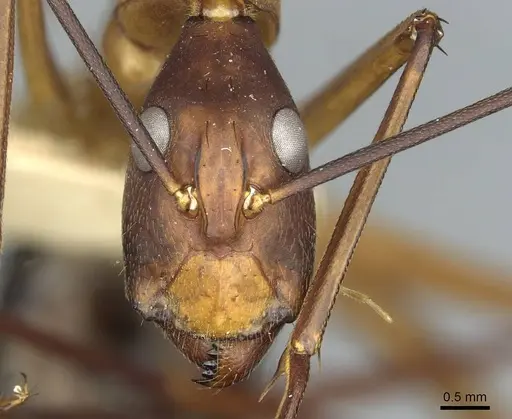 Camponotus langi specimen RMCAENT000017809 image rmcaent000017809_2