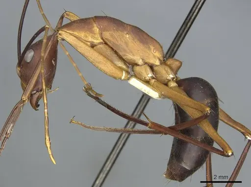 Camponotus langi specimen RMCAENT000017809 image rmcaent000017809_3