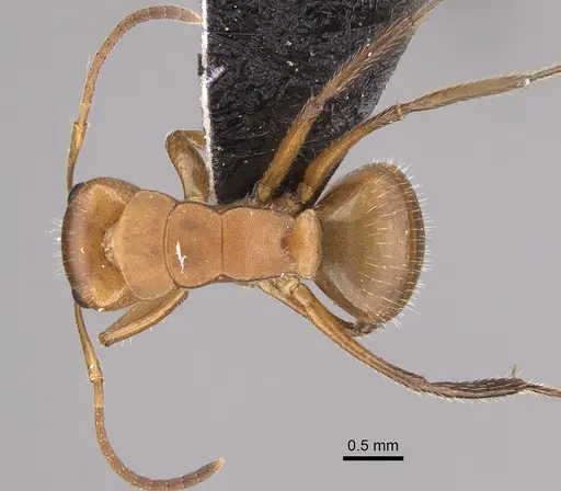 Camponotus latangulus specimen CASENT0217670 image casent0217670_1
