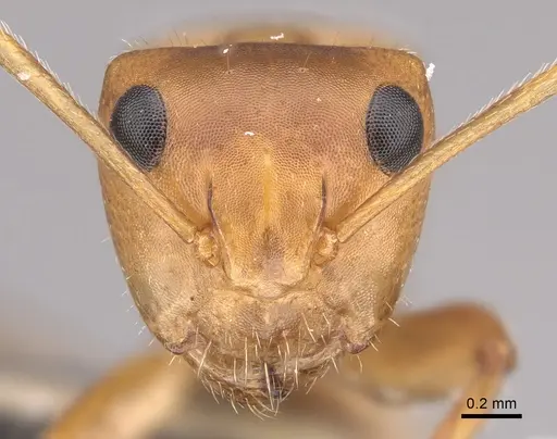 Camponotus latangulus specimen CASENT0217670 image casent0217670_2