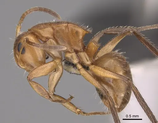Camponotus latangulus specimen CASENT0217670 image casent0217670_3
