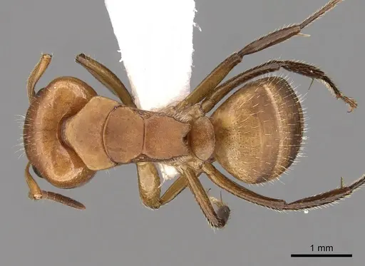 Camponotus latangulus specimen CASENT0280137 image casent0280137_1