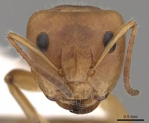 Camponotus latangulus specimen CASENT0280137 image casent0280137_2