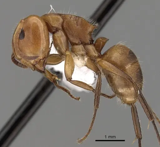 Camponotus latangulus specimen CASENT0280137 image casent0280137_3