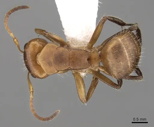 Camponotus latangulus specimen CASENT0280138 image casent0280138_1