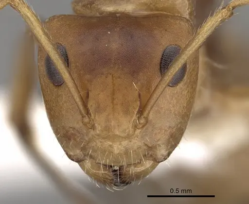 Camponotus latangulus specimen CASENT0280138 image casent0280138_2