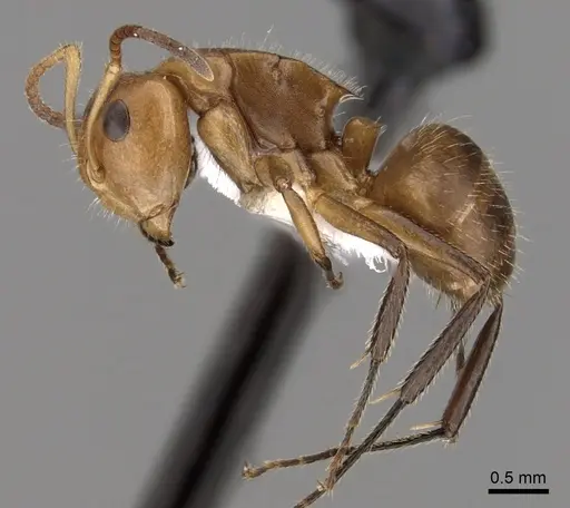 Camponotus latangulus specimen CASENT0280138 image casent0280138_3