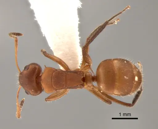Camponotus latangulus specimen CASENT0862730 image casent0862730_1