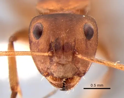 Camponotus latangulus specimen CASENT0862730 image casent0862730_2