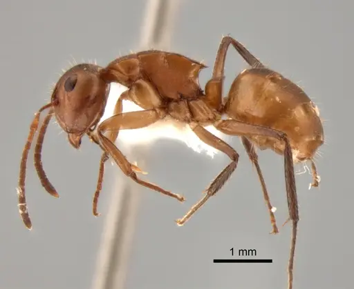 Camponotus latangulus specimen CASENT0862730 image casent0862730_3