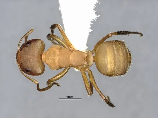 Camponotus latangulus specimen CASENT4032235 image casent4032235_1