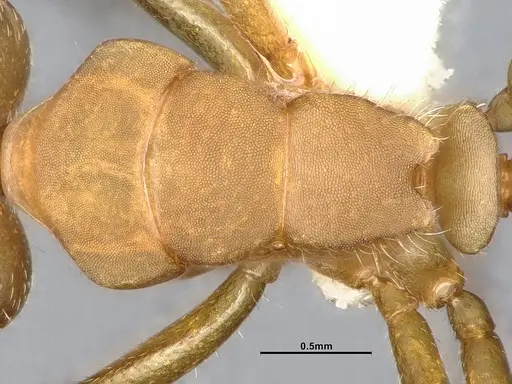 Camponotus latangulus specimen CASENT4032235 image casent4032235_2