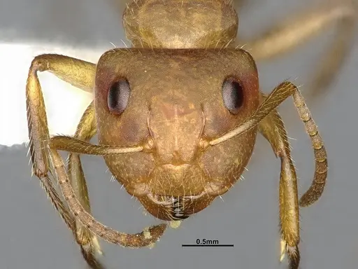 Camponotus latangulus specimen CASENT4032235 image casent4032235_3