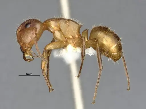 Camponotus latangulus specimen CASENT4032235 image casent4032235_4