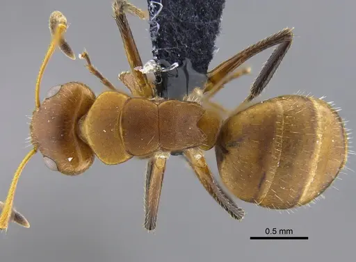 Camponotus latangulus specimen CBUMAGENT41789 image cbumagent41789_1