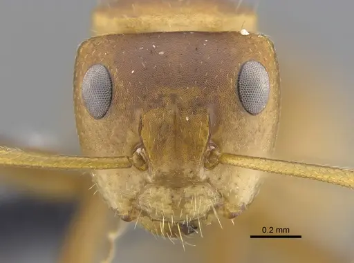 Camponotus latangulus specimen CBUMAGENT41789 image cbumagent41789_2