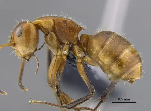 Camponotus latangulus specimen CBUMAGENT41789 image cbumagent41789_3