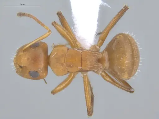 Camponotus latangulus specimen ECOFOG-TR17-0201-03 image ecofog-tr17-0201-03_1
