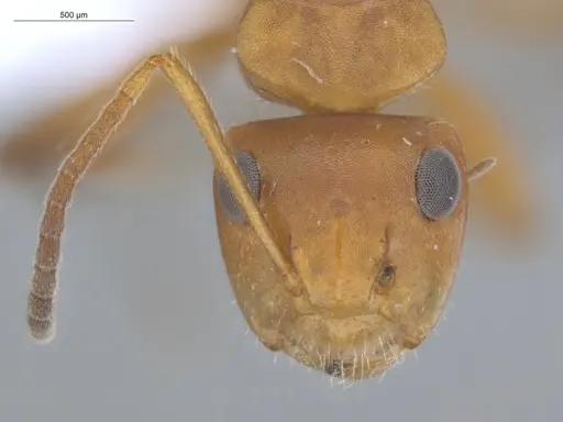 Camponotus latangulus specimen ECOFOG-TR17-0201-03 image ecofog-tr17-0201-03_2