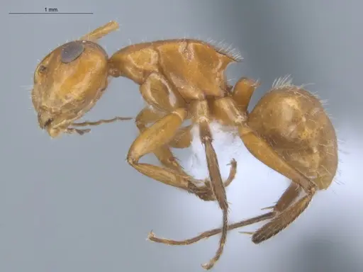 Camponotus latangulus specimen ECOFOG-TR17-0201-03 image ecofog-tr17-0201-03_3