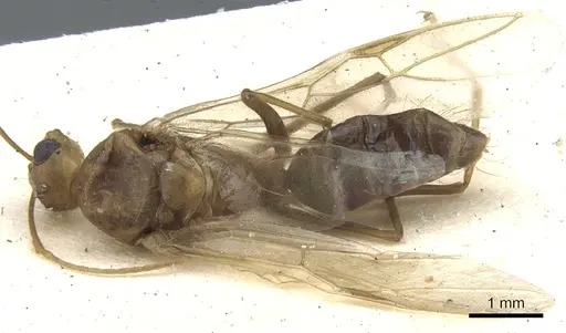 Camponotus latebrosus specimen CASENT0903584 image casent0903584_1