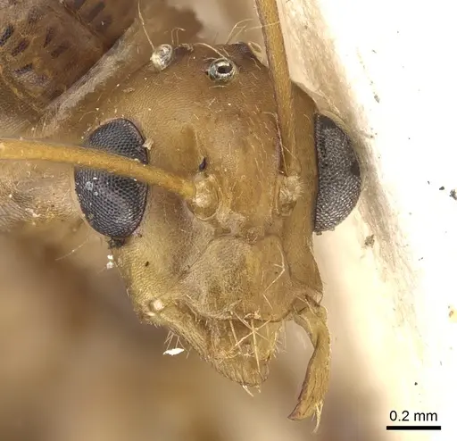 Camponotus latebrosus specimen CASENT0903584 image casent0903584_2