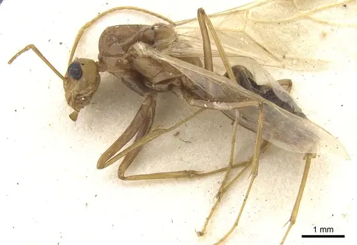 Camponotus latebrosus specimen CASENT0903584 image casent0903584_3
