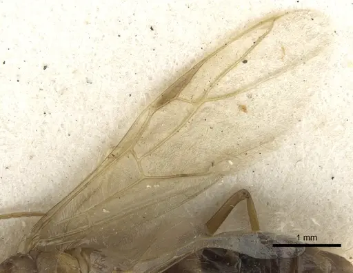Camponotus latebrosus specimen CASENT0903584 image casent0903584_4