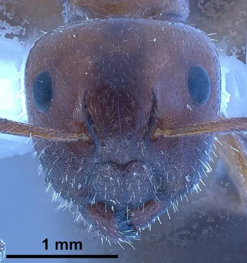 Camponotus lateralis specimen ANTWEB1038013 image antweb1038013_1