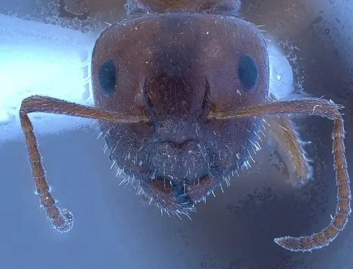 Camponotus lateralis specimen ANTWEB1038013 image antweb1038013_2
