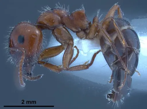 Camponotus lateralis specimen ANTWEB1038013 image antweb1038013_3