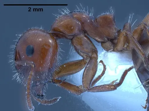 Camponotus lateralis specimen ANTWEB1038013 image antweb1038013_4
